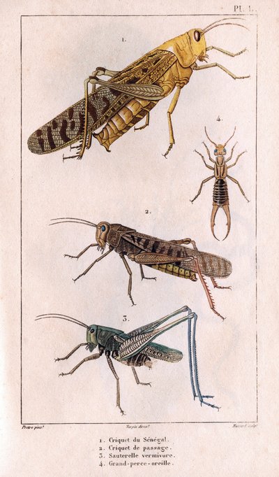 The Senegal Grasshopper, Passage Grasshopper, Grasshopper, Great Pierce-ear. Fauna des Médecins ou histoire des animaux et produits par Hippolyte Cloquet - Volume 6 - 1825 by Hippolyte Cloquet