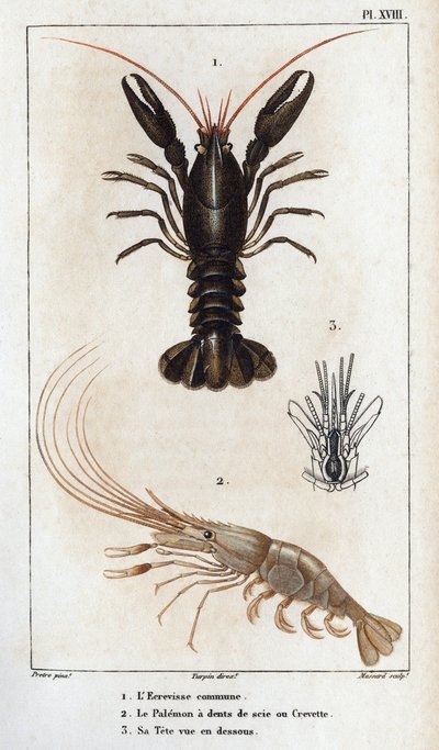 The common crayfish, the Palemon has saw teeth or shrimp, his head seen below. Fauna des Médecins ou histoire des animaux et de leurs produits par Hippolyte Cloquet - Volume 6 - 1825 by Hippolyte Cloquet