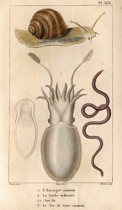 The Common Snail, the Ordinary Cuttlefish, Its Bone, the Common Earthworm. Fauna of Doctors or History of Animals and Their Products by Hippolyte Cloquet - Volume 6 - 1825 by Hippolyte Cloquet