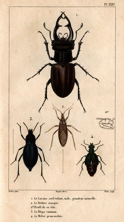 The Male Kite Skylight, the Reduve Mask, the Common Blaps, the Proscarabee Meloe by Hippolyte Cloquet