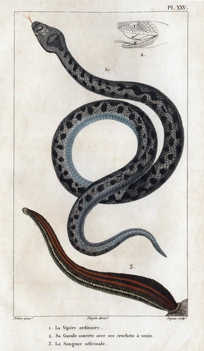 The Ordinary Viper, its Mouth Open with its Fangs a Venom, the Officinale Sangue. 