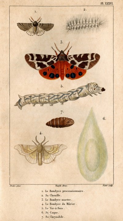 The Processional Bombyce, Its Caterpillar, the Marten Bombyce, the Murier Bombyce, the Silk Worm, Its Hull, Its Chrysalide. in 