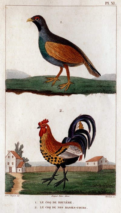 The rooster of Bruyere and the rooster of our low courses, from Fauna of the Doctors or History of Animals and Their Products by Hippolyte Cloquet, Volume 6, 1825 by Hippolyte Cloquet