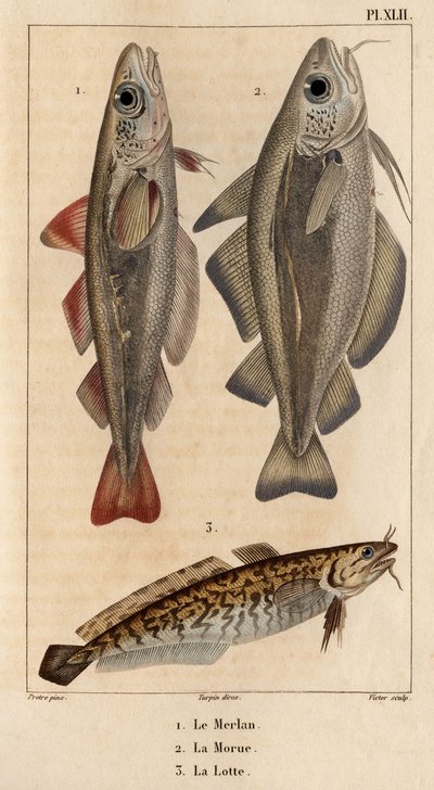 The Whiting, the Cod and the Burbot. Fauna of Doctors or History of Animals and Their Products by Hippolyte Cloquet - Volume 6 - 1825 by Hippolyte Cloquet