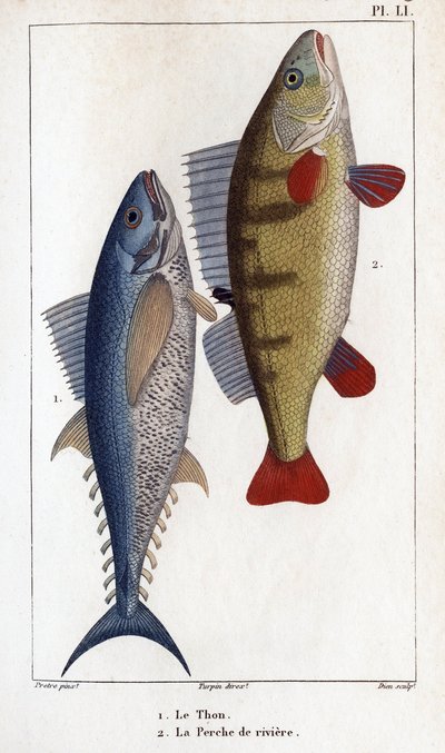Tuna and River Perch. Fauna of Doctors or History of Animals and Their Products by Hippolyte Cloquet by Hippolyte Cloquet