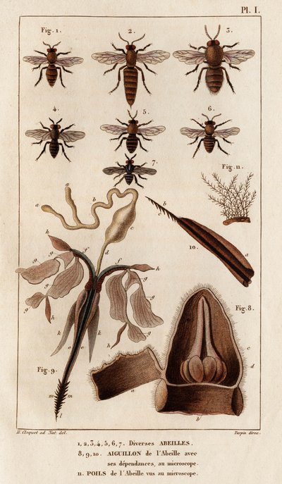 Various bees. 
