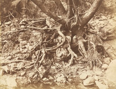 Tree with Tangle of Roots, 1853 by Hugh Owen