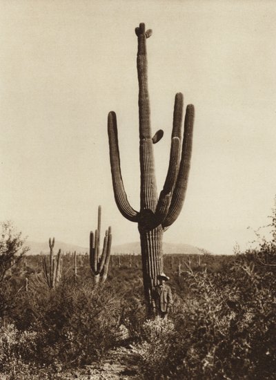 Mexico: "Cereus giganteus" around Magdalena, Sonora State by Hugo Brehme