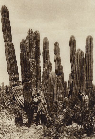 Mexico: Guaymas, 
