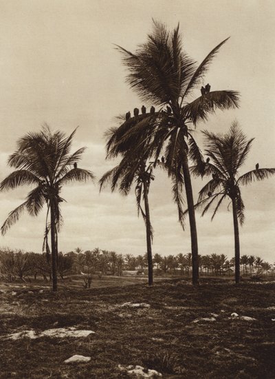 Mexico: Surroundings of Vera Cruz, Vultures by Hugo Brehme