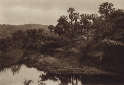 Mexico: Tamasopo, Palm landscape by Hugo Brehme