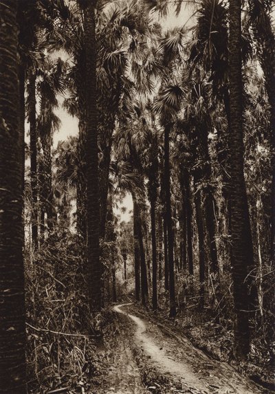 Mexico: Tamasopo, Palm Grove by Hugo Brehme