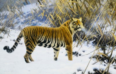 Tiger in a Winter Landscape by Hugo Ungewitter
