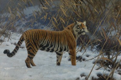A tiger in the snow by Hugo Ungewitter