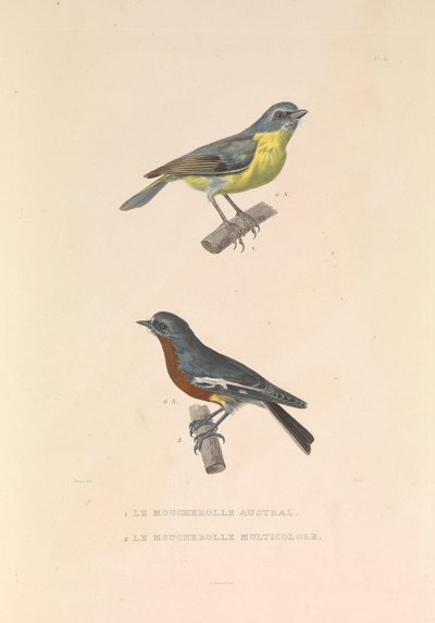 The Australian Flycatcher and the Flycatcher Multicolor by Hyacinthe Yves Philippe (1781 1846) Potentien