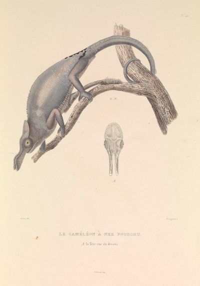 The Forked Nose Chameleon by Hyacinthe Yves Philippe (1781 1846) Potentien