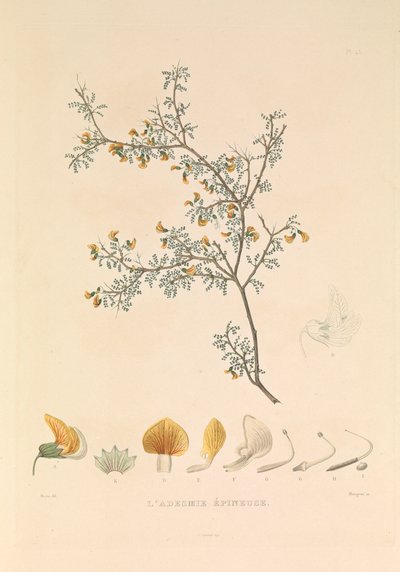 The Adesmie Thorny by Hyacinthe Yves Philippe (1781 1846) Potentien