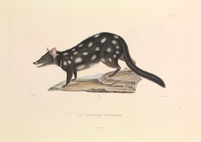 The Raccoon Dasyure by Hyacinthe Yves Philippe (1781 1846) Potentien