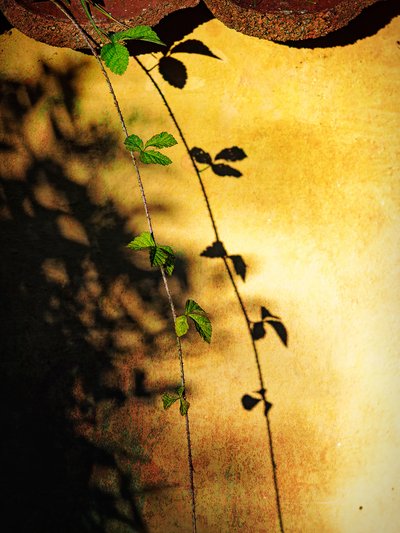 Golden Wall Vine Shadow by Ida Publishing
