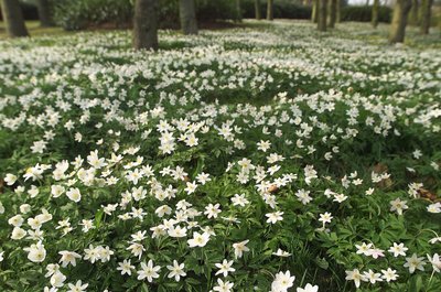 Spring Wood Anemones by Ida Publishing