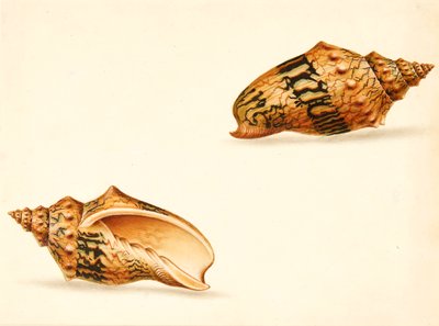 Shell Study by Ignaz Von (manner of) Born