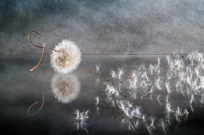 Blown Dandelion Seeds by Igor Kopcev