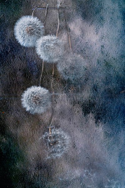 Delicate Dandelion Wishes by Igor Kopcev