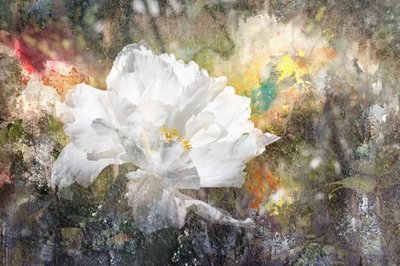 Dreamy White Blossom by Igor Kopcev
