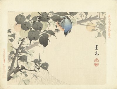 Blue-Orange Bird on Branch Looking at Spider by Imao Keinen