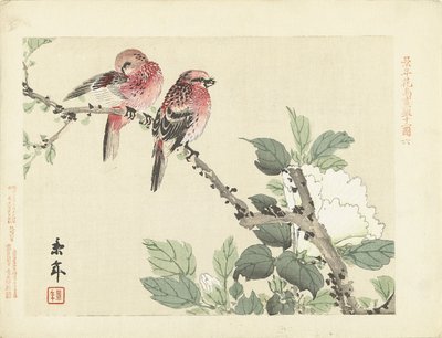 Two Red Birds on a Branch with White Flower (Flower and Bird Sketches by Keinen) by Imao Keinen
