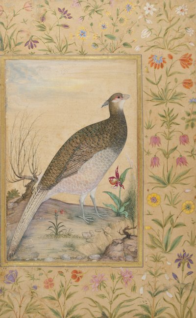 A Himalayan Cheer Pheasant, border c.1635 by Indian School