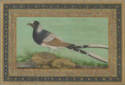 A Spotted Forktail by Indian School