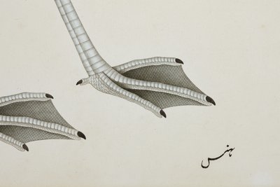A Flamingo (detail) by Indian School