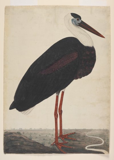 Black Stork in a Landscape, c.1780 by Indian School