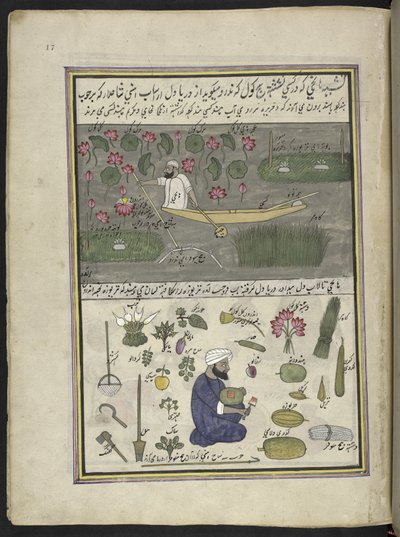 Boatman collecting lotus-root; farming on the water, 86 drawings bound into a volume depicting trades and occupations in Kashmir, Craftsmen are shown at work with their implements and equipment, By a Kashmir artist, probably at Srinagar by Indian School