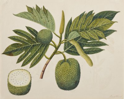 Breadfruit Flower, Foliage, and Fruit by Indian School