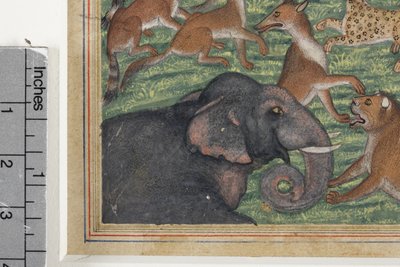 (detail) The Jackal who Pronounced Himself King by Indian School