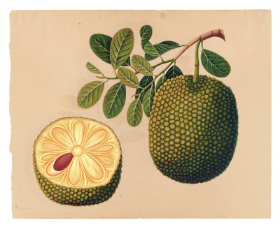 Durian Fruit and Foliage by Indian School