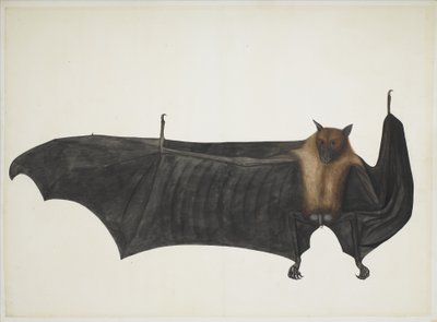 Great Indian Fruit Bat, c.1777-82 by Indian School
