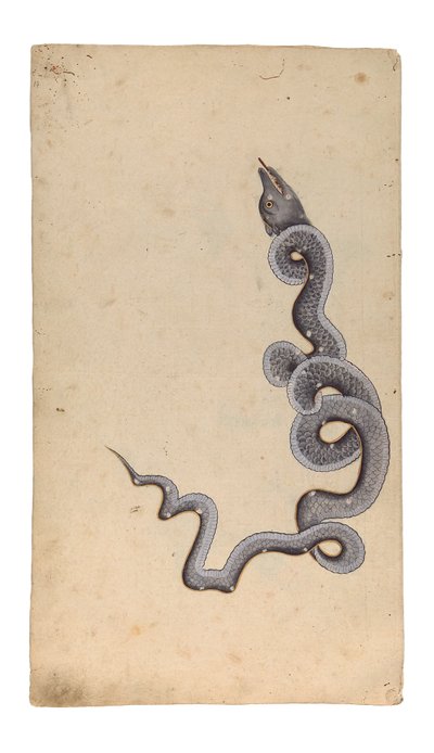 The Constellation of the Dragon: al-Tinnin, 1740 by Indian School