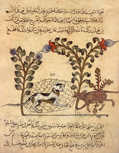The Cat and the Rat, Arab Miniature from 