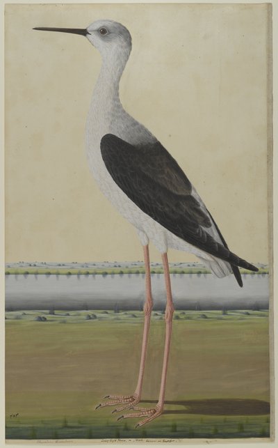 Water Bird in a Landscape by Indian School