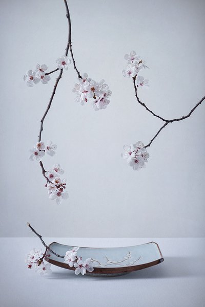 Delicate Sakura Still Life by Inna Karpova