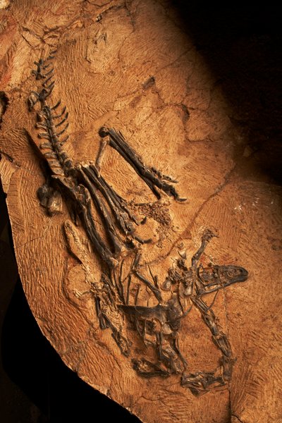 A Toothless Ceratosaur at the Institute of Vertebrate Paleontology and Paleoanthropology in Xiaotangshan, North Beijing, China by Ira Block