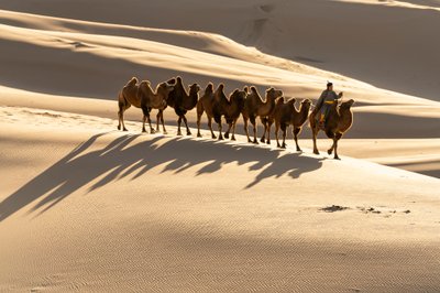 Camelier leads his Bactrian camels at the Khongoryn Els sand dunes in the south Gobi desert by Ira Block