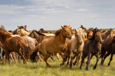 A herd of horses in the South Gobi Desert, Mongolia by Ira Block