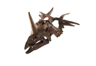 An original Styracosaurus at the Canadian Museum of Nature. by Ira Block