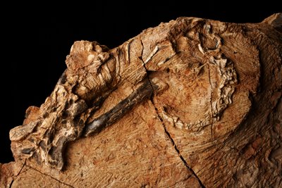 An unknown dinosaur at Institute of Vertebrate Paleontology and Paleoanthropology in Xiaotangshan, North Beijing, China. by Ira Block