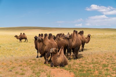 Bactrian camels in the south Gobi desert in southern Mongolia by Ira Block