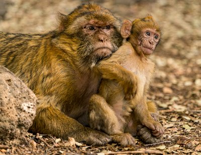 Barbary Macaques near Ifrane in Morocco (photo) by Ira Block